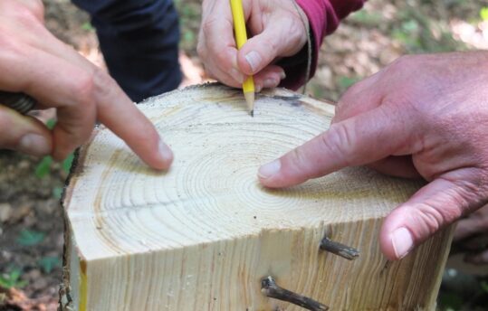 Compter les cercles des arbres