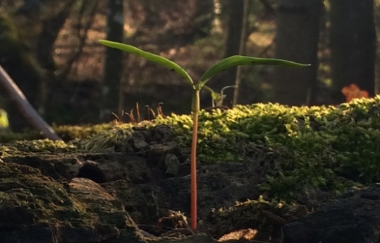 Pousse d'arbre