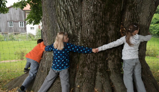 Kinder messen einen Baum in Armspannen